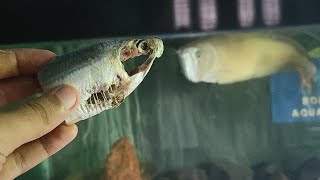 Arowana Eating A Big Fish  Bong Aquatics  supernovapodcastbengali888 [upl. by Abdella]