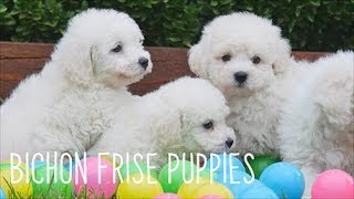 Bichon Frise Puppies [upl. by Ednalrym638]