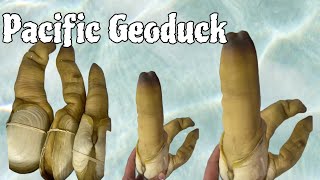 LIVE 🔴 Geoduck [upl. by Emoryt755]