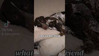 what is a best friend German Shorthaired Pointer GSP puppy🥺🙃🐶short ytshorts viral viralshorts [upl. by Karin]