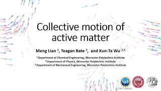 Collective motion of active matter [upl. by Agueda]