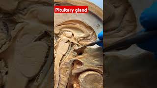 Pituitary gland [upl. by Laoj179]