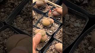 Pleiospilos Royal flush succulents cactus garden [upl. by Ahsinroc]