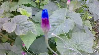 Cornflower  Centaurea cyanus an electric blue flower for gardens [upl. by Nibla]