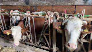 Adam şehrin içine Aile süt işletmesi kurmuş cow farming simental [upl. by Mcgurn]