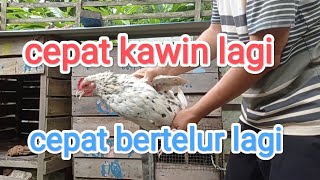 cara agar induk ayam cepat kawin dan cepat bertelur lagi setelah telur menetas [upl. by Shiroma]