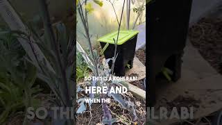 Identifying Brassica Seed Harvest Readiness gardening backyardgarden seedsaving sustainability [upl. by Avra]