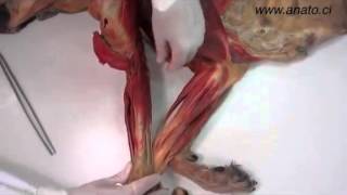 Veterinary anatomy dog muscles thoracic limb 3 of 3 Мускулатура собаки русские субтитры [upl. by Yrokcaz436]