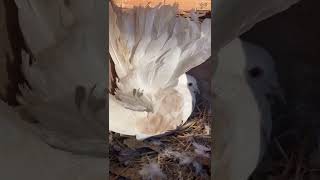 Relaxed Fantail Pigeon on Nest [upl. by Lessig598]