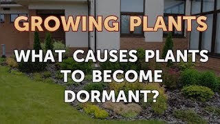 What Causes Plants to Become Dormant [upl. by Niret]