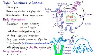 Phylum Coelenterata  phylum Cnidaria  General characteristics of phylum Cnidaria  class 11 [upl. by Geddes]