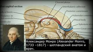 Анатомия с АВ Промежуточный мозг diencephalon и третий желудочек ventriculus tertius [upl. by Latini323]