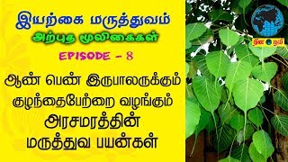 Arasamaram  அரசமரம்  குழந்தைபேறு  Siddha  Nattu  Iyarkai  Peepal Tree  Ficus Religiosa [upl. by Gregoire158]