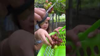 Grapes harvest food shorts [upl. by Enimrej33]