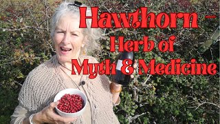 Hawthorn  Herb of Myth and Medicine [upl. by Naquin]