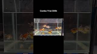 Combo 11 bé ranchu calico size 1n 300k [upl. by Mallissa]