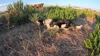 English Setter Trading with pheasants [upl. by Diandre468]