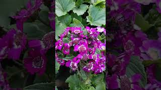 cineraria plant [upl. by Ykcor]