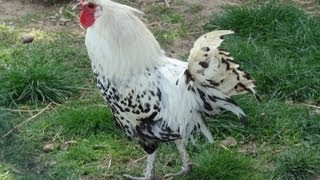 Les animaux de la Ferme des Cèdres Génissieux  Drôme  France [upl. by Stalder]