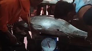 Amazing Big Eye Yellow Fin TUNA 70 kg catch and sell [upl. by Vasyuta]