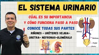 EL APARATO O SISTEMA URINARIO NEFRONAS RIÑON URETERES VEJIGA EXPLICADO CON DETALLE SISTEMA EXC [upl. by Argyle269]