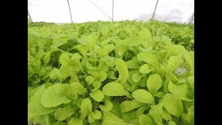 PLANTING HYDROPONIC ARUGULA From Start to Finish [upl. by Citron]