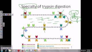 Trypsin digestion [upl. by Almira491]