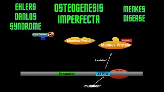 USMLE Step 1  Lesson 23  Osteogenesis Imperfecta Ehlers Danlos Syndrome and Menkes disease [upl. by Audras]