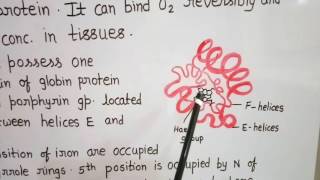 Structure of Myoglobin [upl. by Joni435]