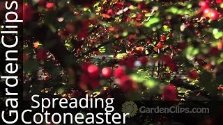 Spreading Cotoneaster  Cotoneaster divaricatus  How to grow Cotoneaster in the garden [upl. by Dnalyaw]