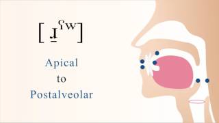 ɹ̠ˁʷ  voiced pharyngealized labialized apical postalveolar non sibilant fricative [upl. by Aarika]