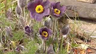 Kuhschelle Pulsatilla vulgaris time lapse  Zeitraffer [upl. by Monroy]