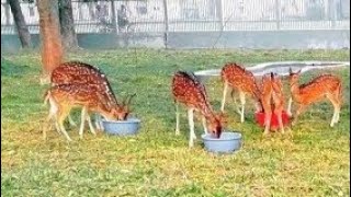 A group of wonderful herbariums axis deer eats grass [upl. by Mencher]