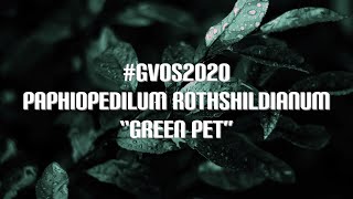 GVOS2020  Paphiopedilum rothschildianum “Green Pet” [upl. by Weld]