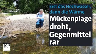 Erst Hochwasser dann Wärme – und Mücken Insektenforscher warnen vor Plage  Abendschau  BR24 [upl. by Anivlis]