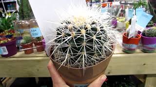 Our new Cactus Plant purchase  Echinocactus grusonii  White Spined [upl. by Eigram]