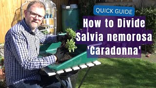 How to Divide Salvia nemorosa Caradonna  Propagating Hardy Perennial Salvias  Gardening Tips [upl. by Inavoy]