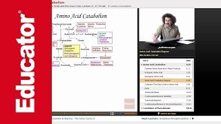 Amino Acid Catabolism  Biochemistry Tutorial [upl. by Jago396]