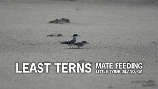 Least Terns  Mate Feeding [upl. by Aidnahs]