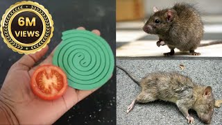 JUST ONE MINUTE  How To Get Rid of Mouse Rats Permanently In a Natural Way  JUST ONE MINUTES [upl. by Barron]