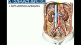 VENA CAVA INFERIOR 2 [upl. by Ranna]