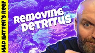 How to Remove Detritus From Your Reef Tank [upl. by Ellinger]