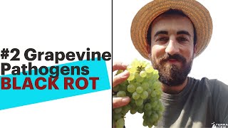 3 Grapevine Pathogens  Black Rot [upl. by Kathryne]