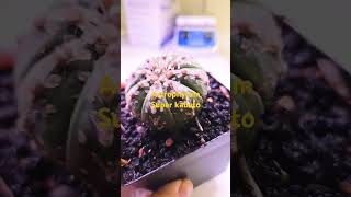 Astrophytum Super kabuto plants indoorplants houseplants cactus cacti [upl. by Ymmas]