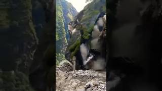 top biggest landslide mugu landslide viral shortstravel [upl. by Ordisi787]