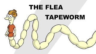 The Flea Tapeworm Dipylidium caninum  Plain and Simple [upl. by Dearden]