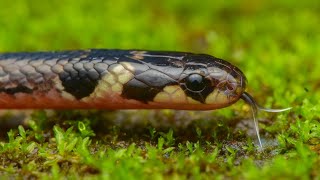 Striped Coral Snake  A Rare and Highly venomous snake from Western Ghats [upl. by Hafeenah]