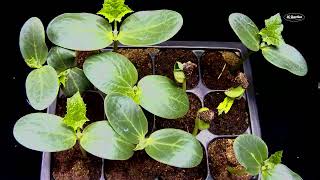 Watch a Loofah Seed Grow into a Seedling  Time Lapse Video [upl. by Anillehs]