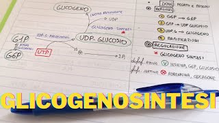 Glicogenosintesi e regolazione Lezioni Biochimica facile 👌 [upl. by Lessard]