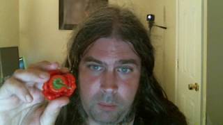 Jamaican Red Mushroom  Hot Pepper Review [upl. by Adlesirhc]